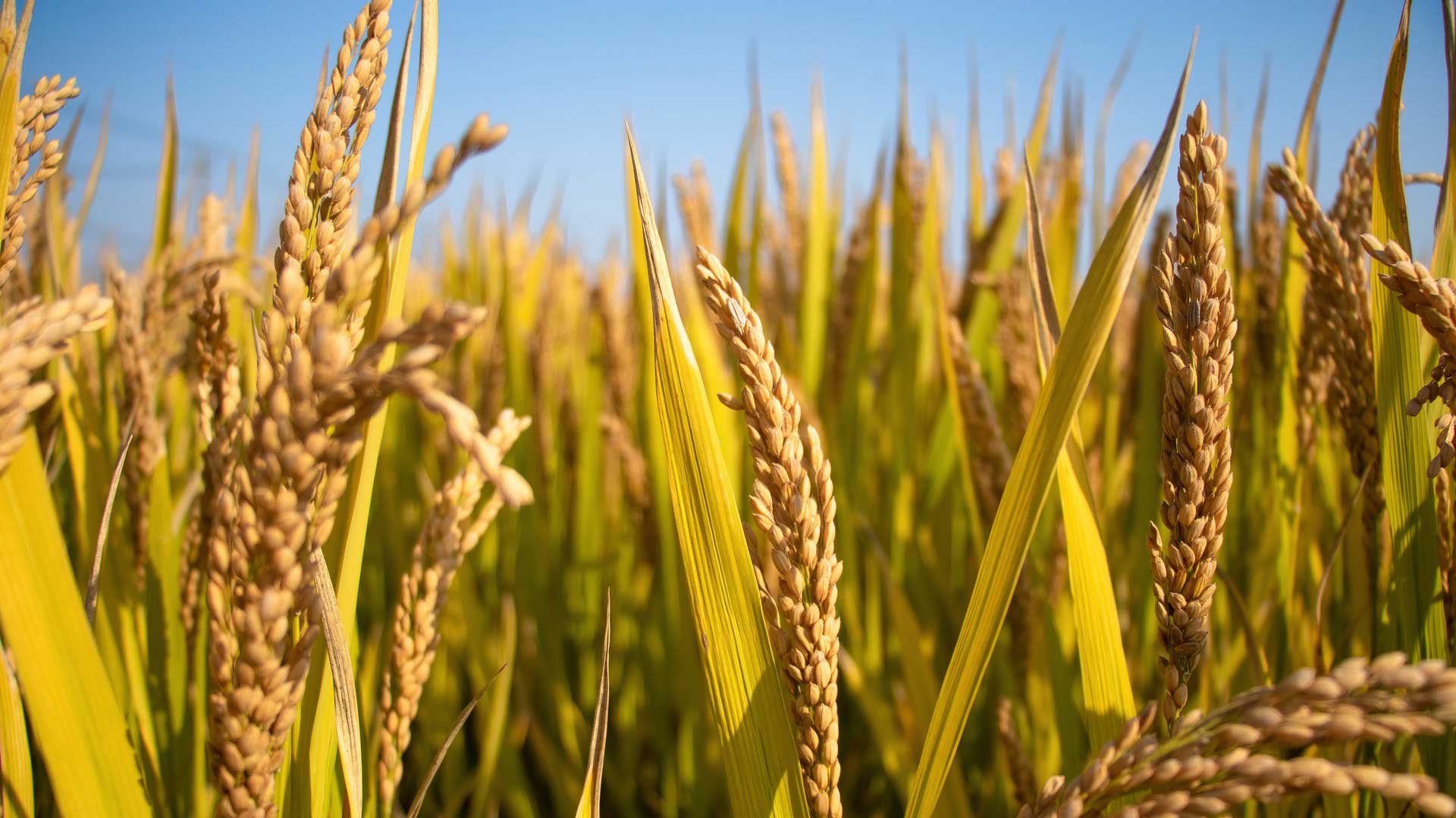 职场基督徒怎样面对信仰与工作上的冲突？